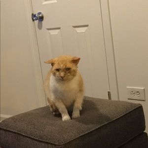 Meet your Posher, Annette